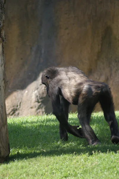 Westlicher Flachlandgorilla - Gorilla Gorilla Gorilla - Silberrücken — Stockfoto