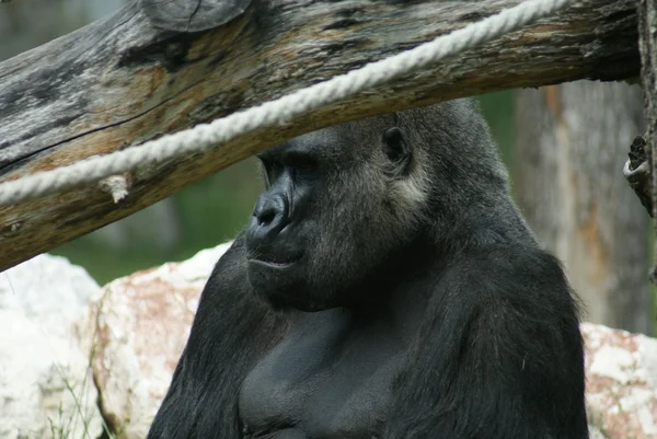 Gorila de las tierras bajas occidentales - Gorila gorila gorila - Silverback —  Fotos de Stock
