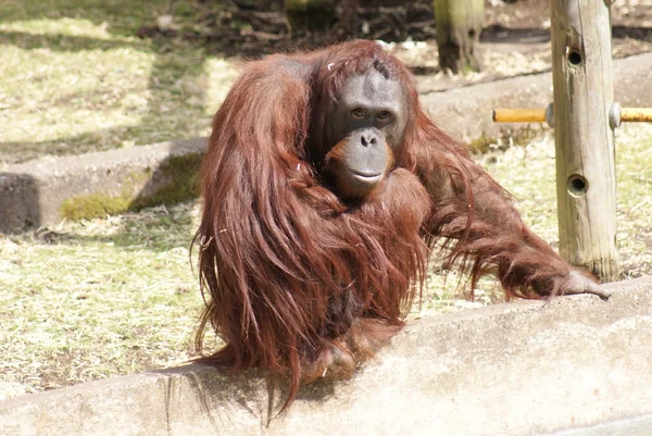 Bornean orangutan - pongo pygmaeus - verboten — Stockfoto