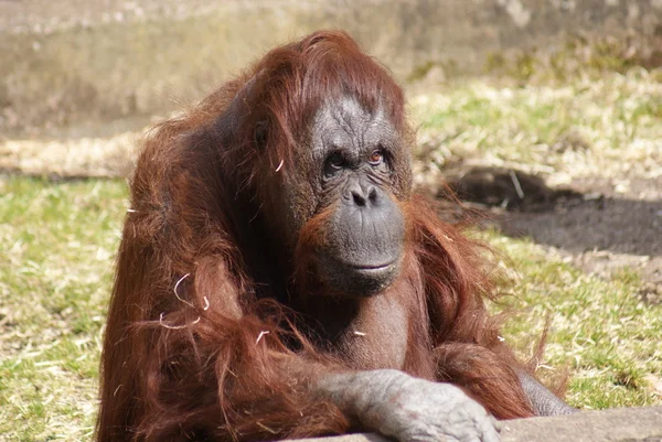 Борнейский орангутан - Pongo pygmaeus — стоковое фото