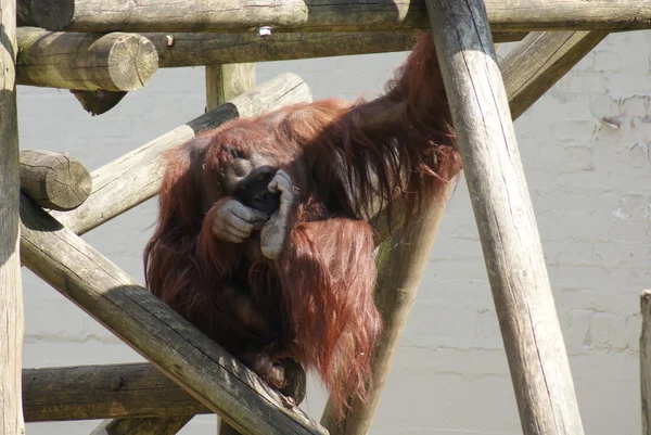 Orangután borneano - Pongo pygmaeus —  Fotos de Stock