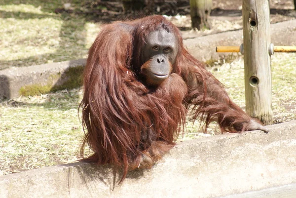 Bornean Orangutan - Pongo pygmaeus — Stock Photo, Image