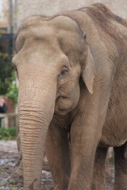 Asya fili - elephas maximus