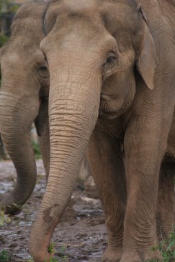 Asya fili - elephas maximus