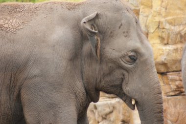 Asya fili - elephas maximus