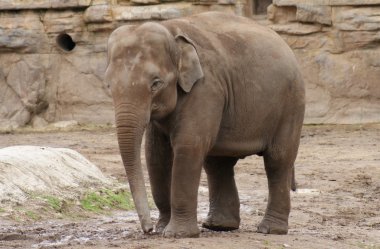 Asya fili - elephas maximus