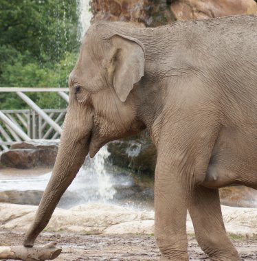 Asya fili - elephas maximus