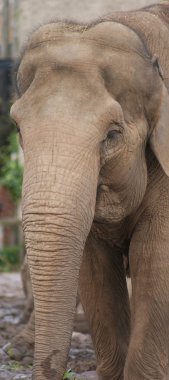 Asya fili - elephas maximus