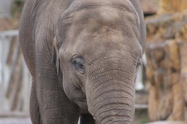 Asya fili - elephas maximus