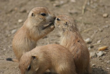 siyah-kuyruk bozkır marmot - cynomys ludovicianus
