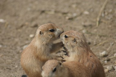 siyah-kuyruk bozkır marmot - cynomys ludovicianus