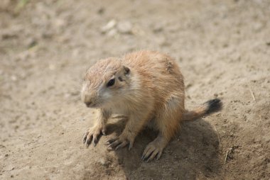 siyah-kuyruk bozkır marmot - cynomys ludovicianus