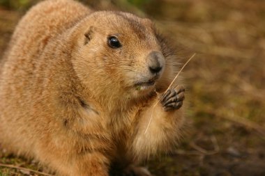 siyah-kuyruk bozkır marmot - cynomys ludovicianus