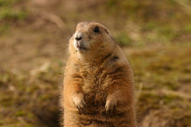siyah-kuyruk bozkır marmot - cynomys ludovicianus