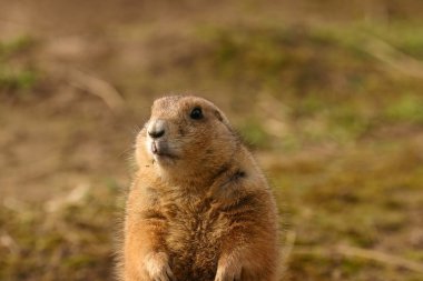 siyah-kuyruk bozkır marmot - cynomys ludovicianus