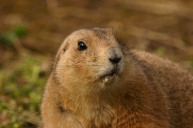 siyah-kuyruk bozkır marmot - cynomys ludovicianus