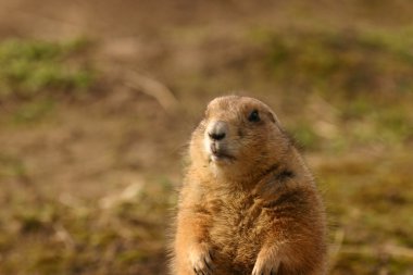 siyah-kuyruk bozkır marmot - cynomys ludovicianus