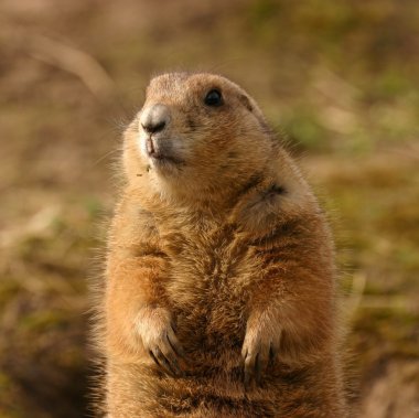 siyah-kuyruk bozkır marmot - cynomys ludovicianus