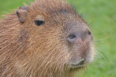 Capibara - hydrochoerus hydrochaeris