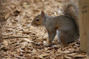 gri sincap - sciurus carolinensis