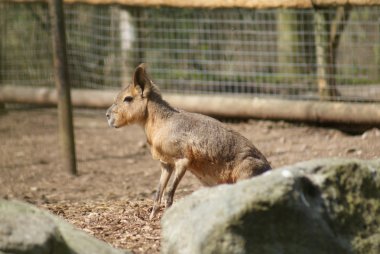 Patagonya mara - dolichotis patagonum