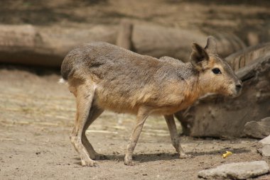 Patagonya mara - dolichotis patagonum