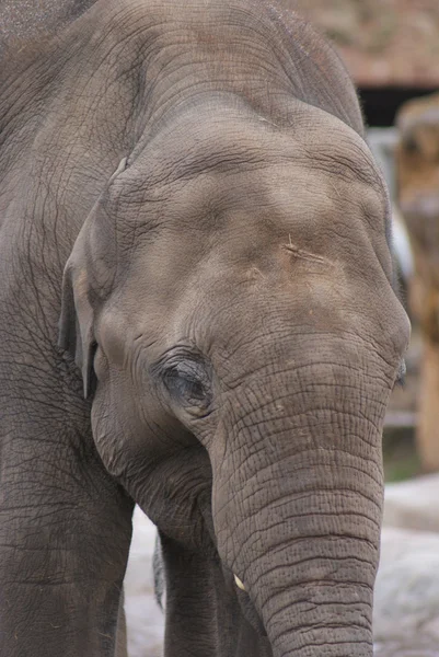 Elefante asiático - Elephas maximus — Foto de Stock