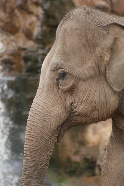 Elefante asiático - Elephas maximus — Fotografia de Stock