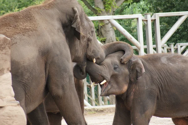 Elefante asiático - Elephas maximus —  Fotos de Stock