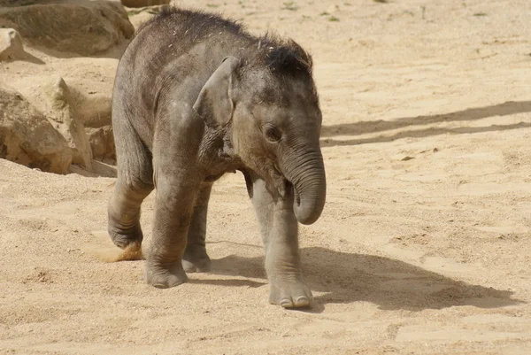亚洲大象小牛-亚洲象属 maximus — 图库照片
