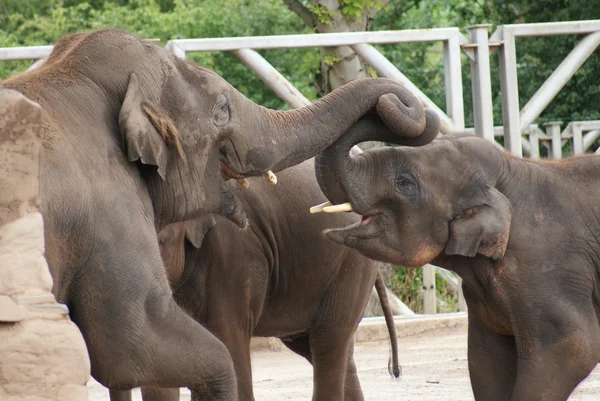 Asiatisk elefant - elephas maximus — Stockfoto