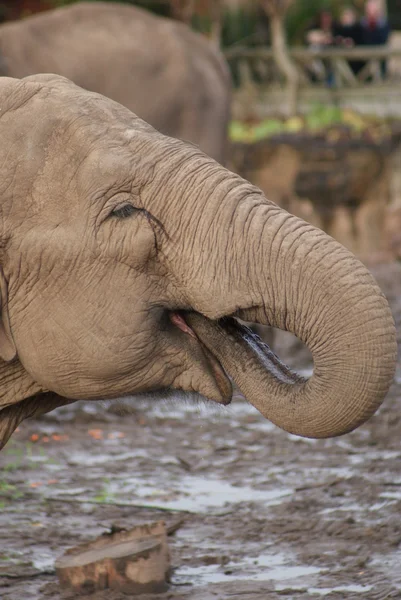 Aziatische olifant - elephas maximus — Stockfoto