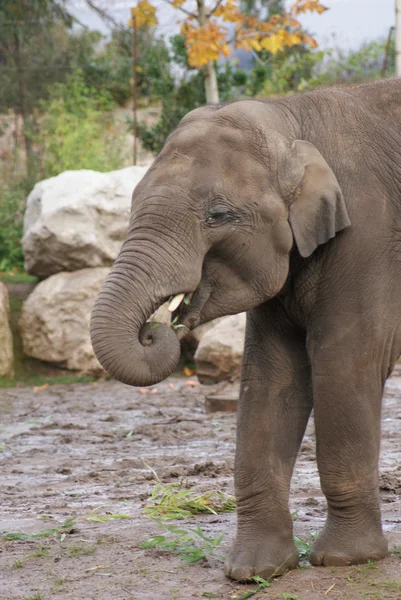 Asya fili - elephas maximus — Stok fotoğraf