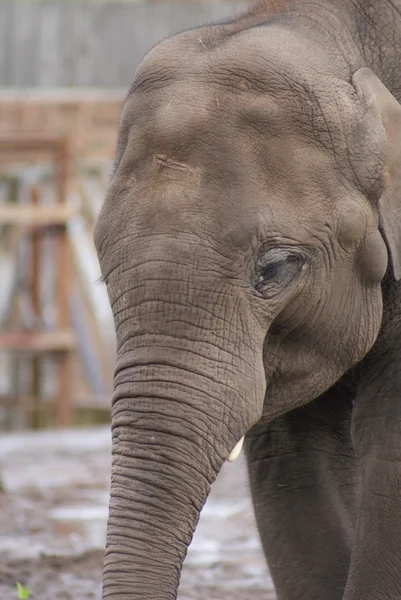 Elefante asiático - Elephas maximus — Foto de Stock