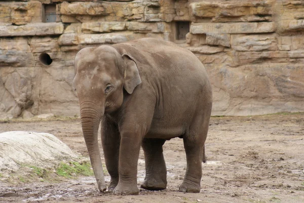 Elefante asiático - Elephas maximus — Fotografia de Stock