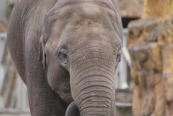 Elefante asiático - Elephas maximus — Foto de Stock