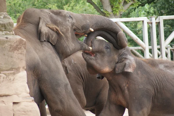 Asian Elephant - Elephas maximus — Stock Photo, Image