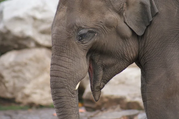 Éléphant d'Asie - Elephas maximus — Photo