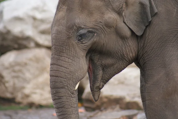 Elefante asiático - Elephas maximus — Foto de Stock