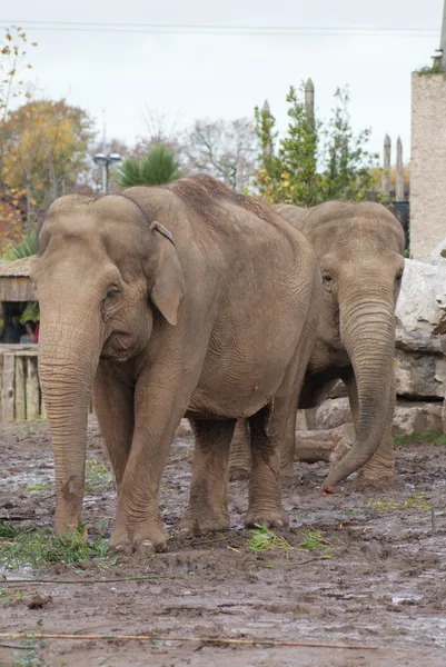 Elefante asiático - Elephas maximus — Fotografia de Stock