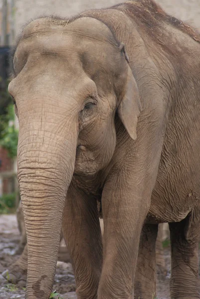 Aziatische olifant - elephas maximus — Stockfoto