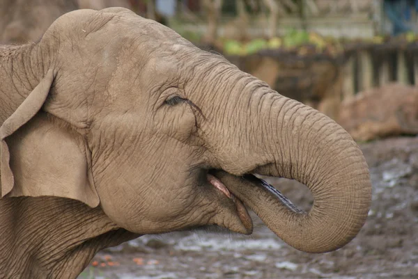 Elefante asiático - Elephas maximus — Fotografia de Stock