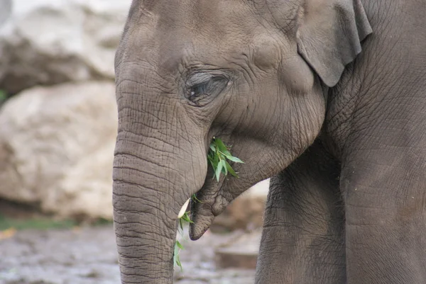 Elefante asiático - Elephas maximus — Foto de Stock