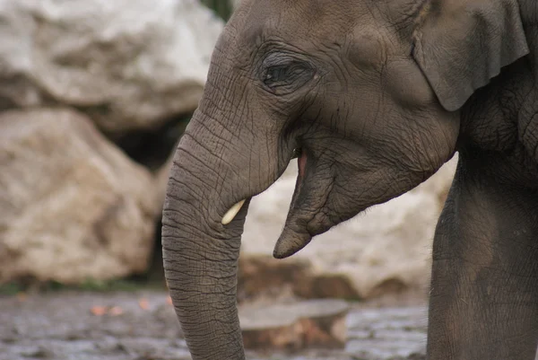 Aziatische olifant - elephas maximus — Stockfoto