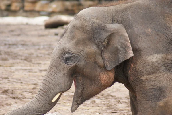 Słoń - elephas maximus — Zdjęcie stockowe
