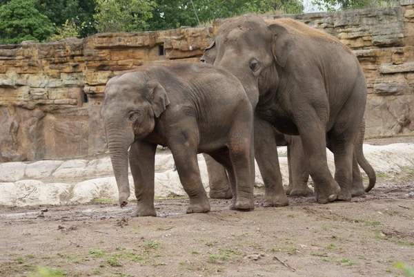 Elefante asiático - Elephas maximus — Fotografia de Stock