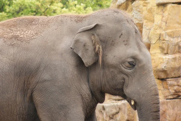 Азиатский слон - Слон максимальный — стоковое фото