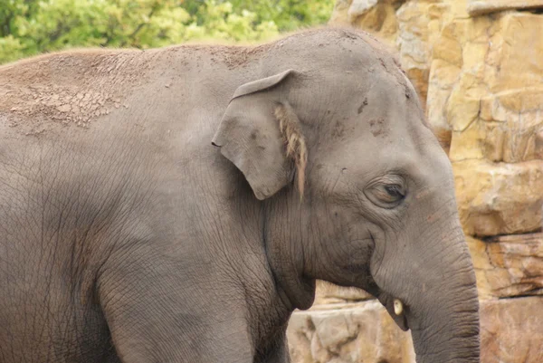 Elefante asiático - Elephas maximus — Foto de Stock