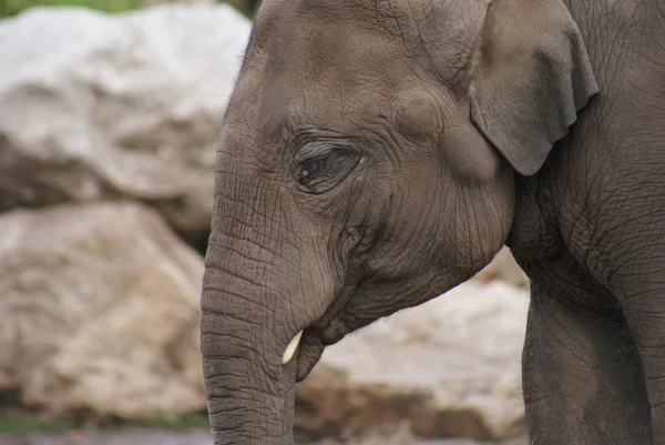 Elefante asiático - Elephas maximus — Foto de Stock