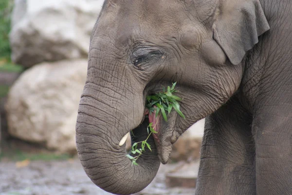 Aziatische olifant - elephas maximus — Stockfoto